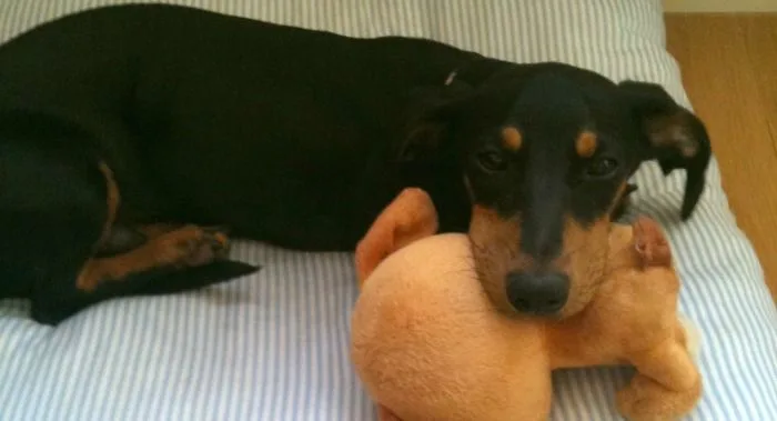 Consejos para viajar con tu perro en avión