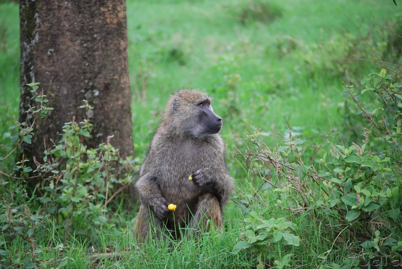 Lake Nakuru Monkey3