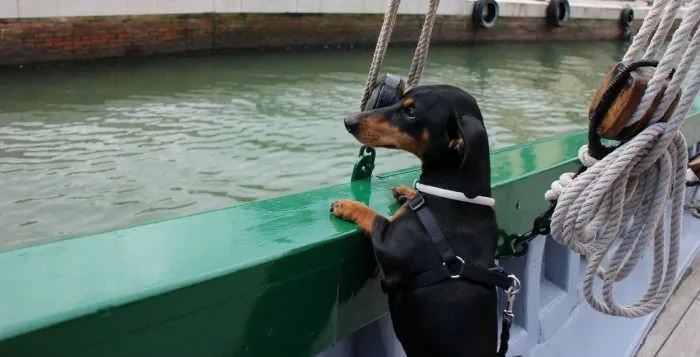 Viajar con perro a Cesenatico #cesenaticobellavita