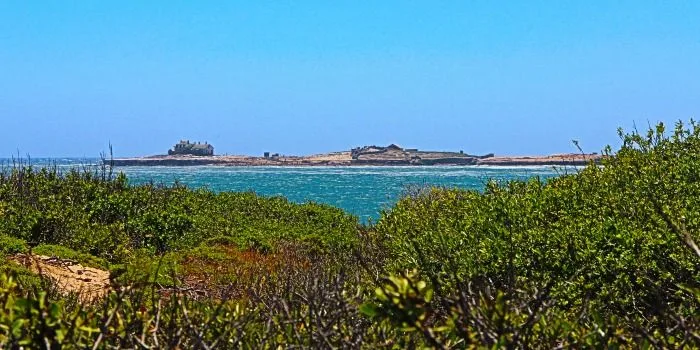 Bahía de San Francisco: Focas en el Parque Año Nuevo