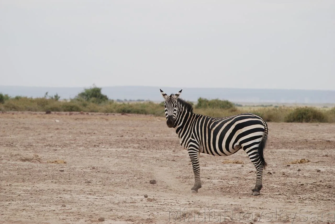 Viaje a Kenia: descubriendo el Parque Nacional de Amboseli Viaje a Kenia: descubriendo el Parque Nacional de Amboseli