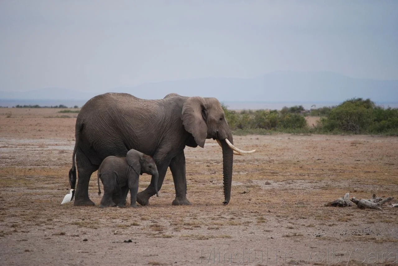 Parque Nacional de Amboseli Parque Nacional de Amboseli