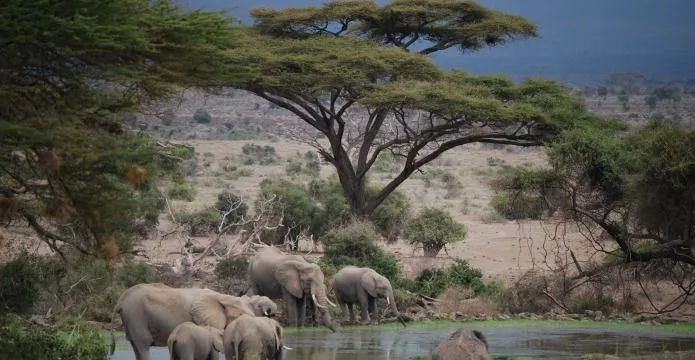 Viaje a Kenia: descubriendo el Parque Nacional de Amboseli