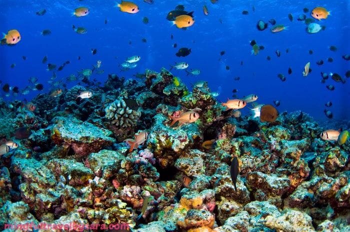 Snorkel en el cráter del volcán Molokai