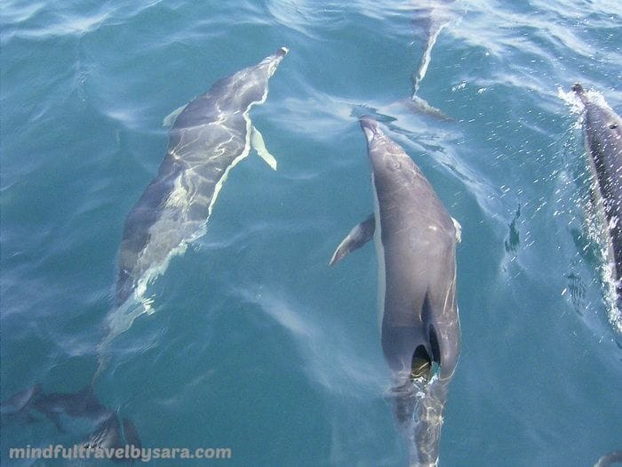avistamiento de delfines en cádiz
