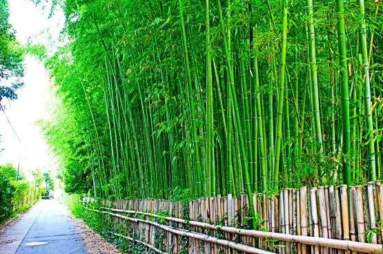 Bosque de bambu