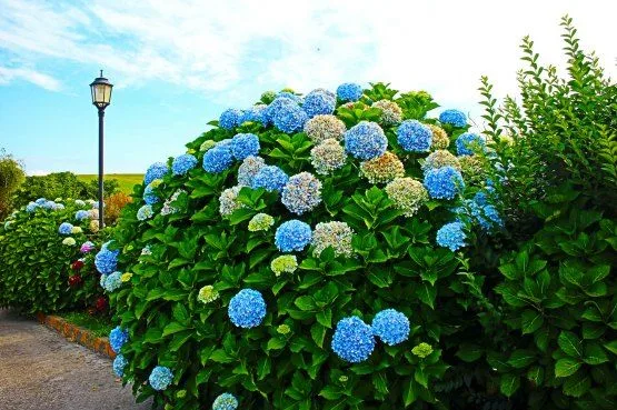 puerto de vega asturias