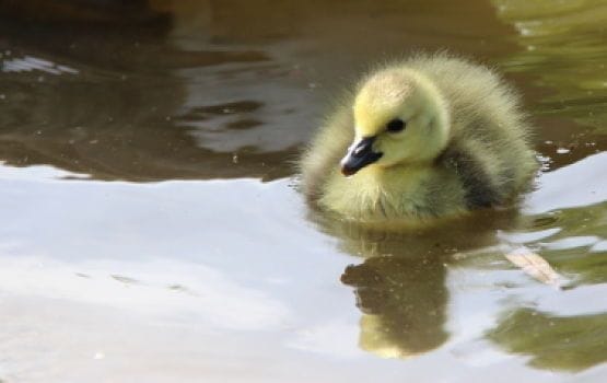 Bois de Boulogne el Corazón Verde de París