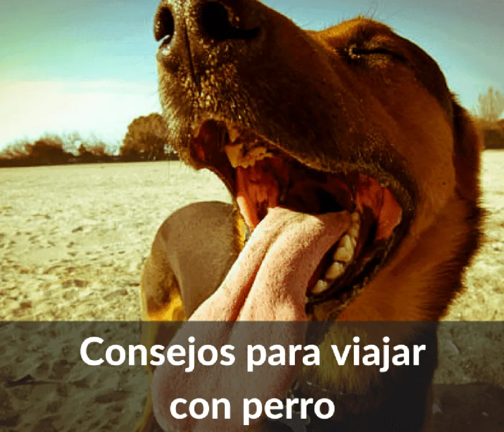 Consejos para viajar con perro 1024x878