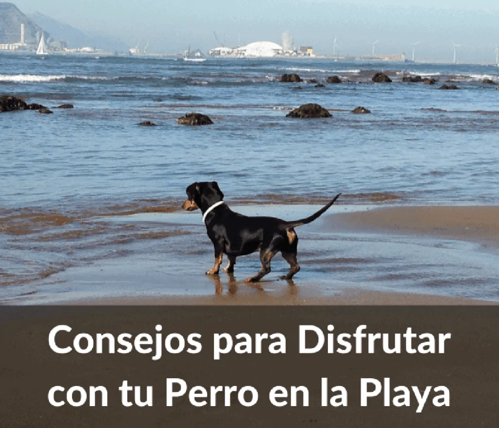 Cosejos para viajar con perro a la playa 1024x878