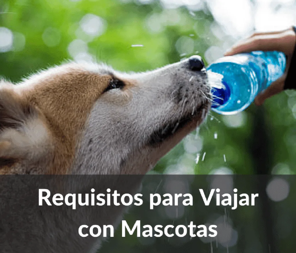 Requisitos para viajar con mascotas 1024x878