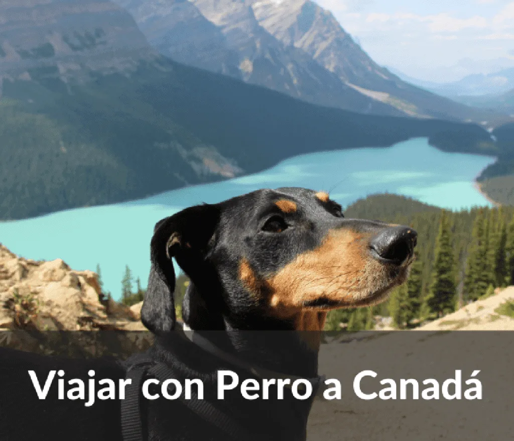 Viajar con perro a Canada 1024x878