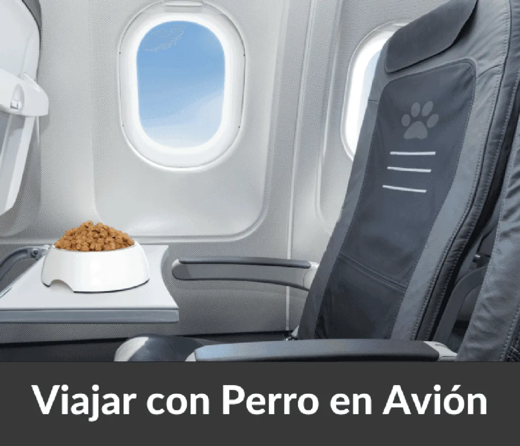 Viajar con perro en avion 1024x878