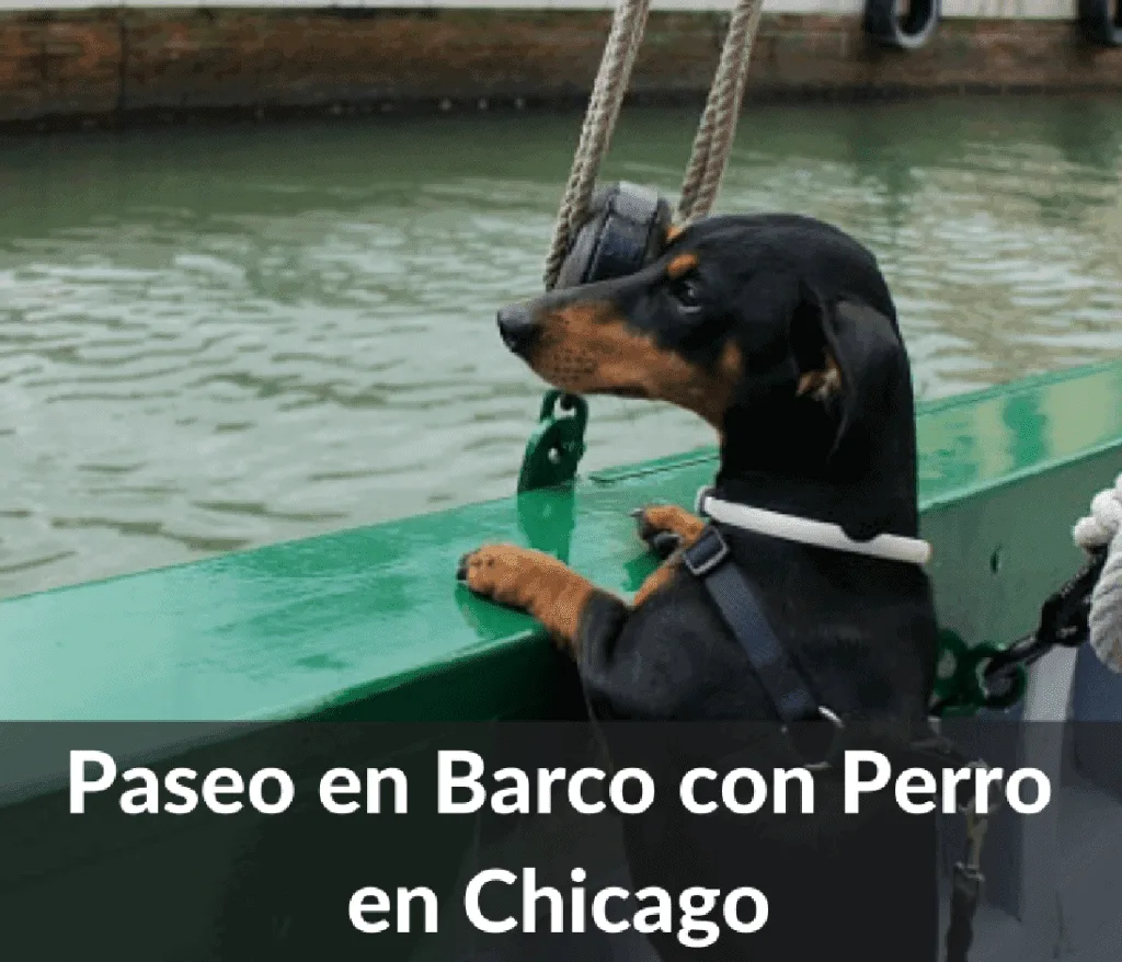 Viajar con perro en barco 1024x878