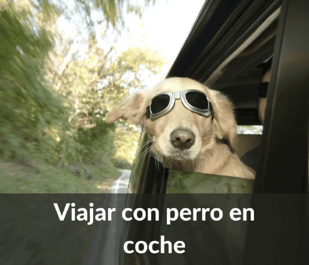 Viajar con perro en coche 1024x878