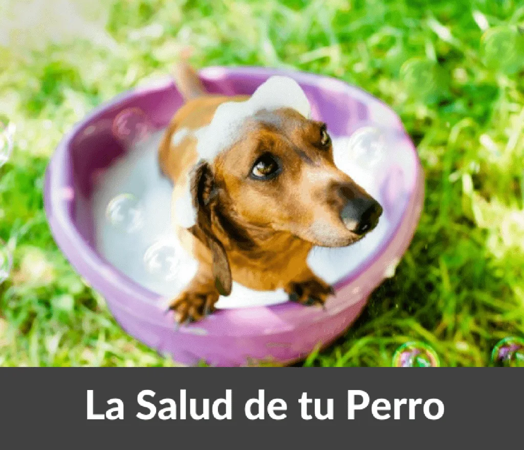 salud del perro 1024x878