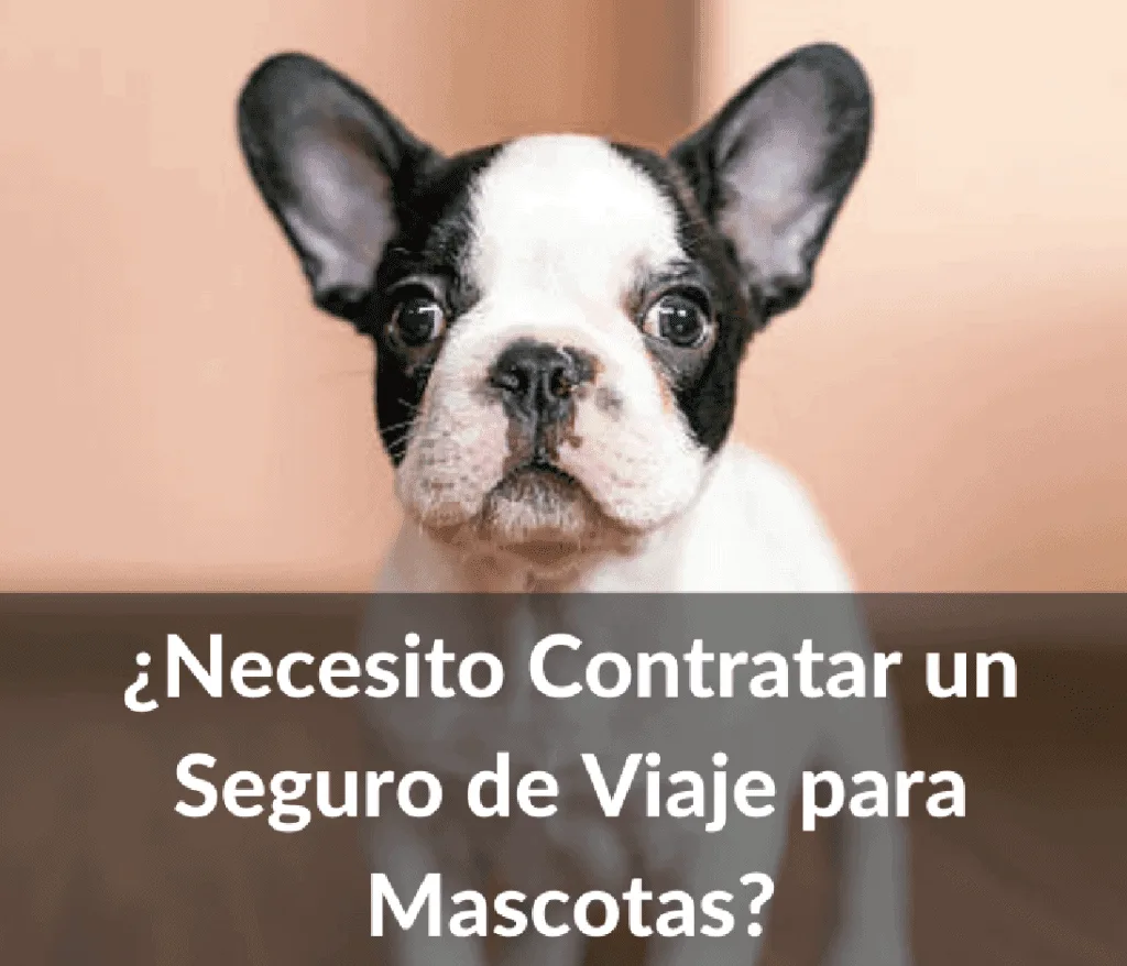 seguro de viaje para mascotas 1024x878