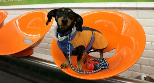 Hotel Banke Viajar con Perro a Par&iacute;s