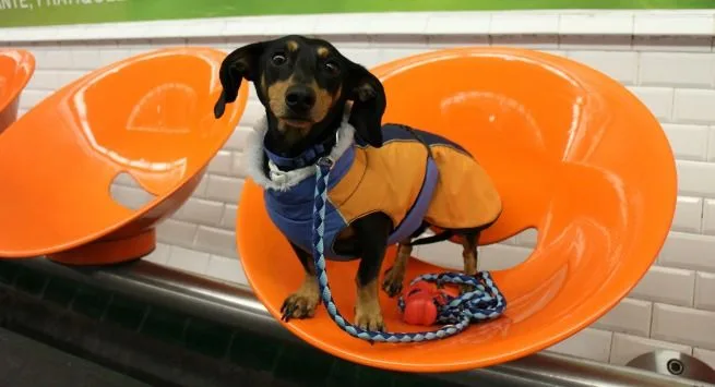 Hotel Banke: Viajar con Perro a París