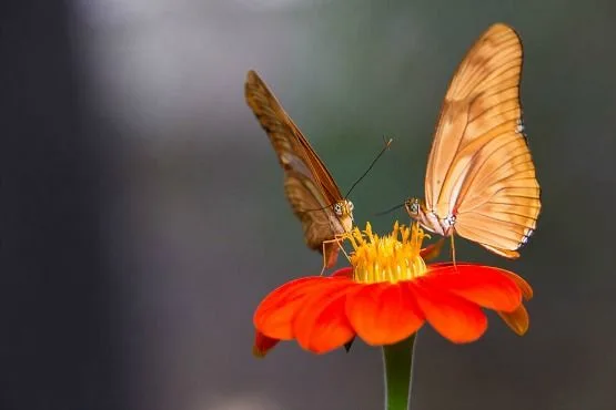 medellin colombia turismo