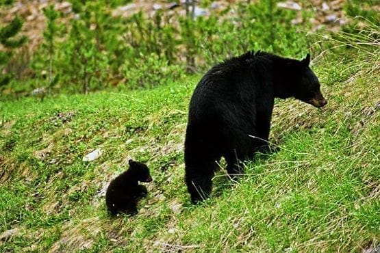 Preparativos Viaje a Canadá y Chicago en 18 días