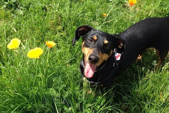 Viajar con perro a Canadá