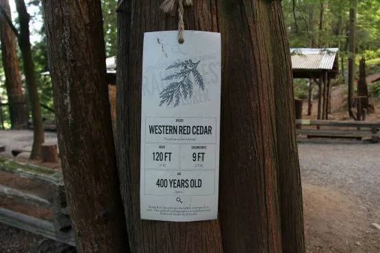 Bosque tropical Capilano