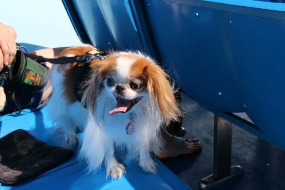 Crucero canino Mercury Cruises