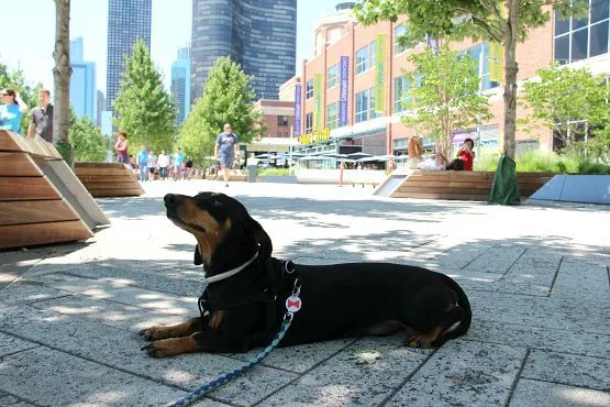 Las Mejores Atracciones en Chicago