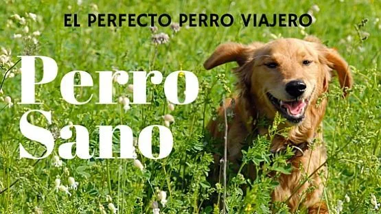 Requisitos para viajar con perro pasaporte