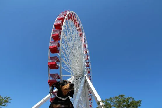 Rueda de Chicago