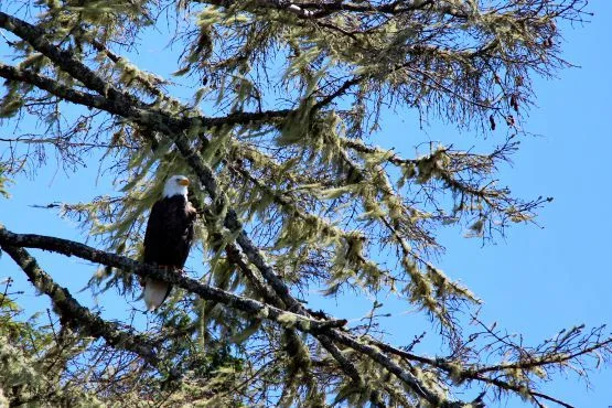 avistamiento aves tofino