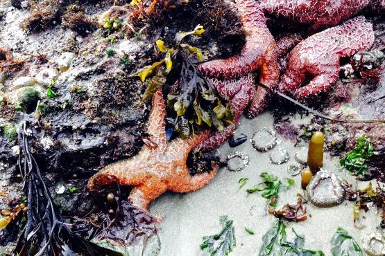 estrellas de mar tofino