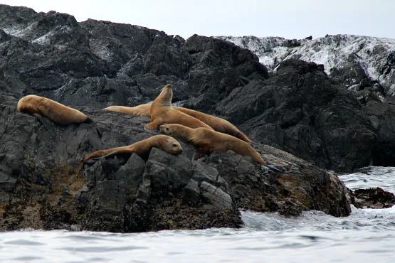 focas isla vancouver