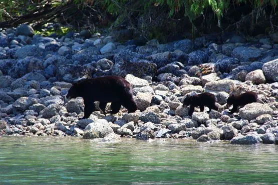 osos isla de vancouver