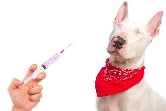 requisitos para viajar con perros