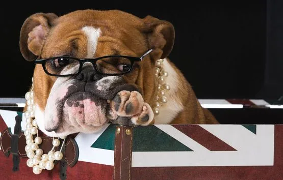 viajar con mascota a Reino Unido