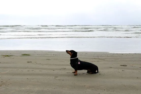 viajar con perro isla vancouver