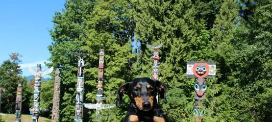 Parque Stanley con perro