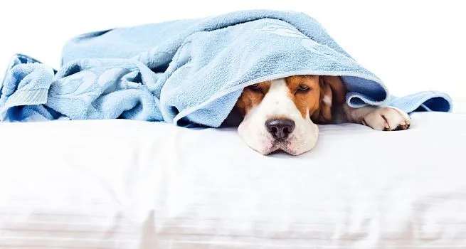 ¿Necesito Contratar un Seguro de Viaje para Mascotas?