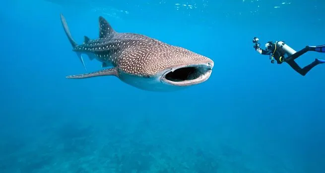 Top 5 Scuba Diving Destinations