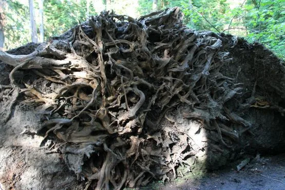 Vancouver Parque Stanley