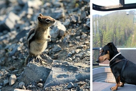 Viajar con Perro a Canadá Ardillas Banff