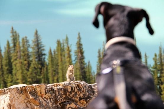 Viajar con Perro a Canadá Ardillas