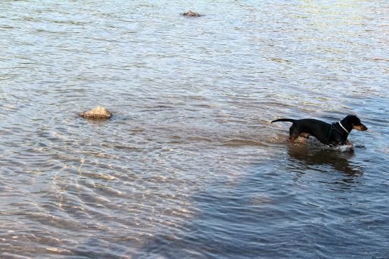 Viajar con Perro a Canadá Banff