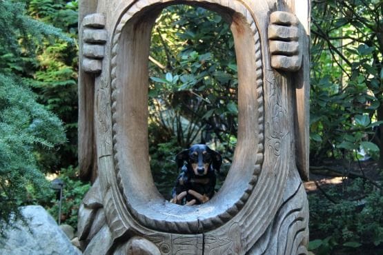 Viajar con Perro a Canadá Capilano