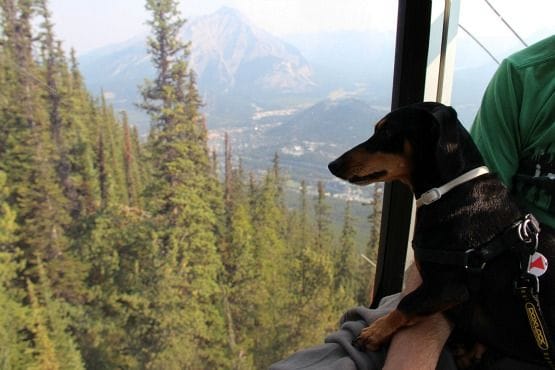 Viajar con Perro a Canadá Gondola Banff
