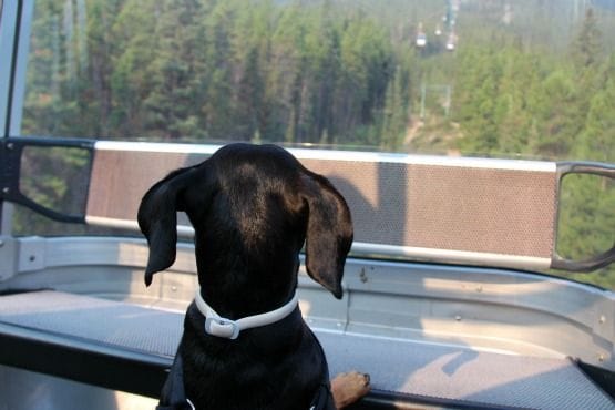 Viajar con Perro a Canadá Gondola
