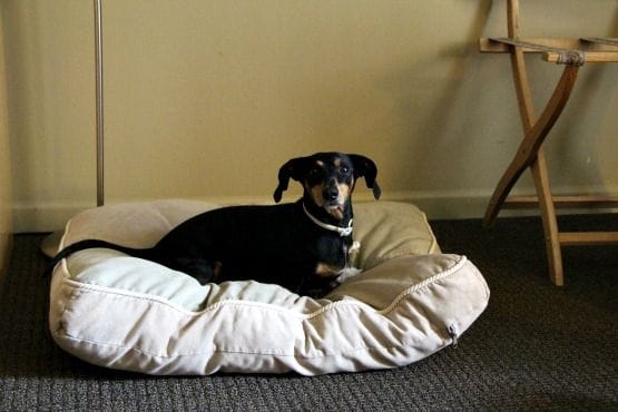 Viajar con Perro a Canadá Hotel