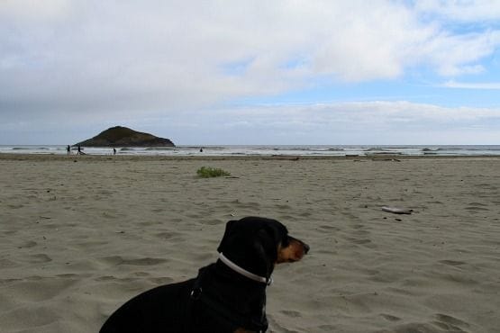 Viajar con Perro a Canadá Isla de Vancouver